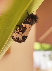 Xanthopastis regnatrix