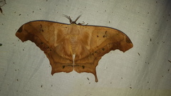 Titaea tamerlan amazonensis