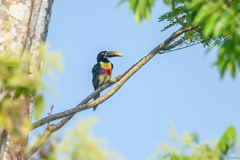 Pteroglossus castanotis australis