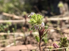 Phacelia cumingii