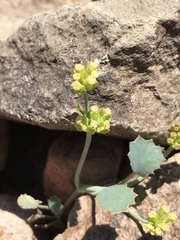 Asteriscium aemocarpon