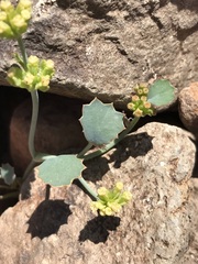 Asteriscium aemocarpon