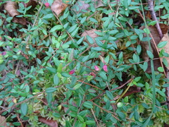 Vaccinium oxycoccos