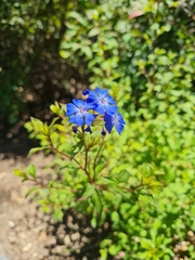 Ceratostigma