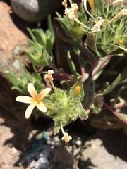Collomia biflora
