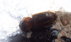 Stenolophini