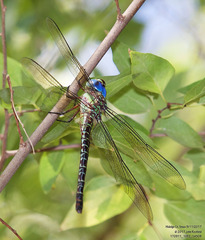 Coryphaeschna ingens