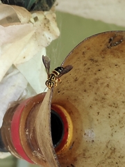 Epanthidium tigrinum