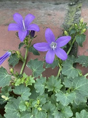 Campanula poscharskyana
