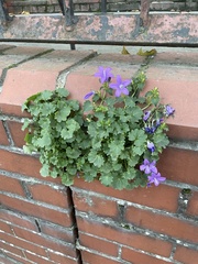 Campanula poscharskyana