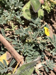 Adesmia montana