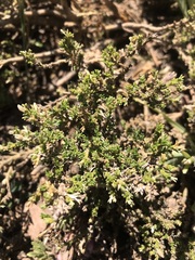 Anarthrophyllum cumingii