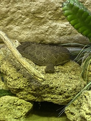 Crotalus catalinensis
