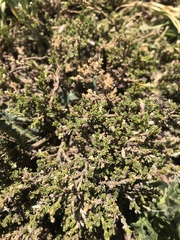 Anarthrophyllum cumingii