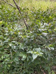Magnolia figo
