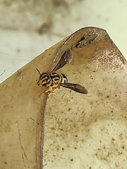 Epanthidium tigrinum