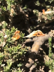 Anarthrophyllum cumingii