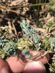 Chaetanthera euphrasioides