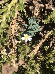 Chaetanthera flabellata