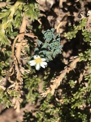 Chaetanthera flabellata