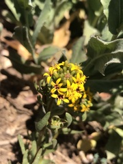 Quinchamalium chilense