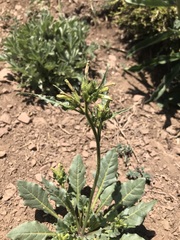 Nicotiana corymbosa