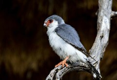 Polihierax semitorquatus