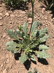 Nicotiana corymbosa