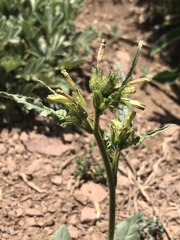 Nicotiana corymbosa