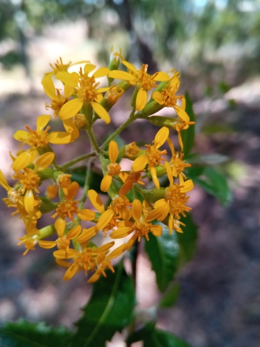 Hubertia faujasioides image