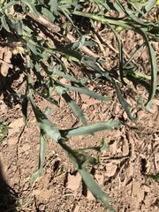 Senecio pentaphyllus