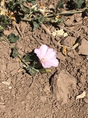 Convolvulus demissus