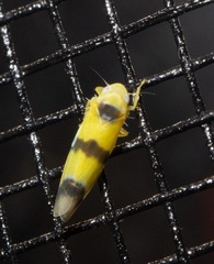 Empoa gillettei