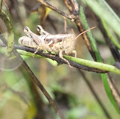 Paraidemona