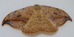 Drepana falcataria