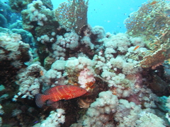 Cephalopholis miniata