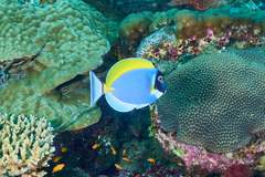 Acanthurus leucosternon