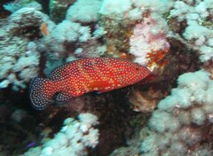 Cephalopholis miniata