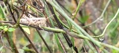 Paraidemona