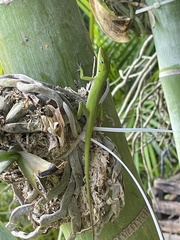 Anolis carolinensis