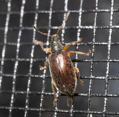 Phyllobius oblongus