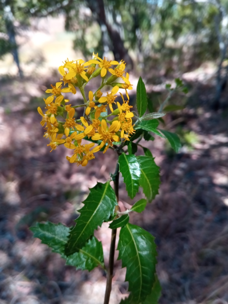 Hubertia faujasioides