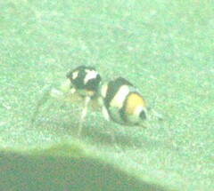 Phintella vittata
