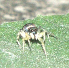 Phintella vittata