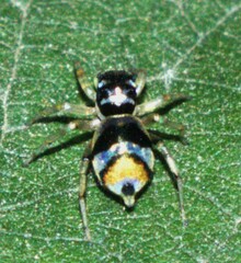 Phintella vittata