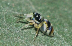 Phintella vittata