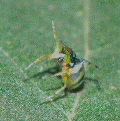 Phintella vittata