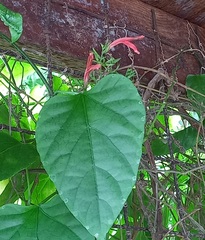 Dianthera secunda