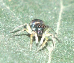 Phintella vittata