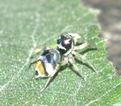 Phintella vittata